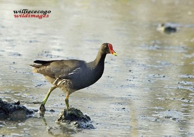 DSC_1264- Moorhen.jpg