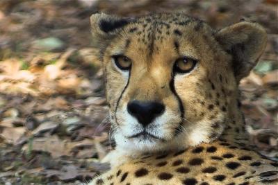 Cheetah 1 (Acinonyx jubatus)