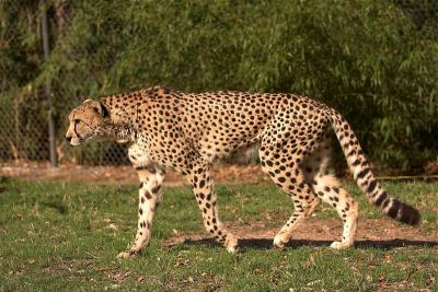 Cheetah 3