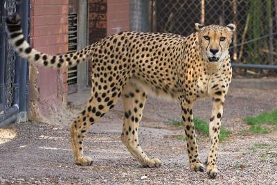 Cheetah 9