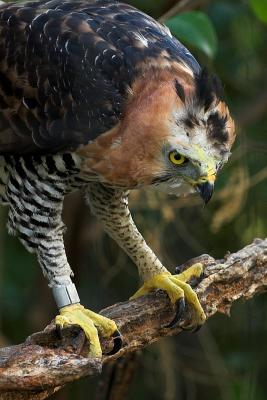 Hawk Eagle 5