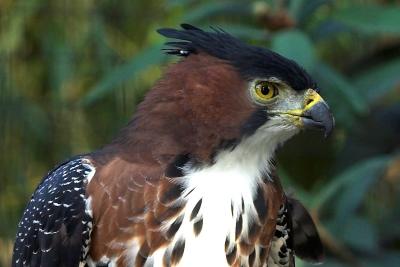 Hawk Eagle 8