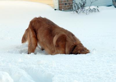 Snow with the Gizmo