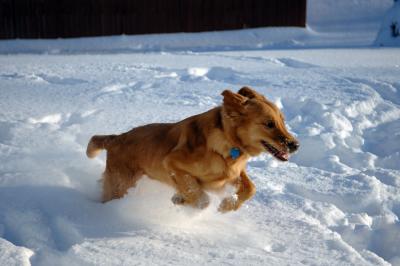 Snow with the Gizmo