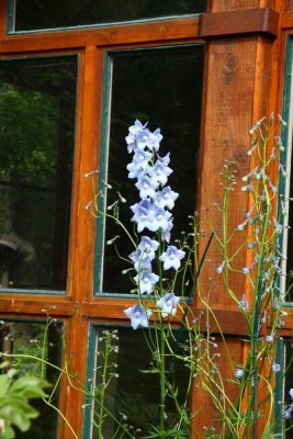 CoyoteGdns_18Jul2009_ 013.JPG