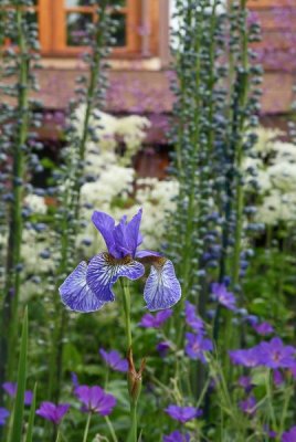 CoyoteGdns_18Jul2009_ 023.JPG
