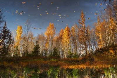 CoastalTrail_10Oct2009_ 042a_LeavesReflected.jpg