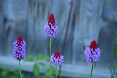 Snowfire_Gardens_93Sep2009_ 018.JPG