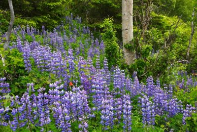 TurnagainArmTrail_06June2009_ 020.JPG