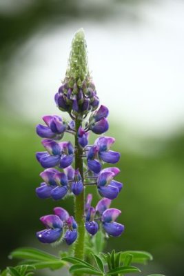 TurnagainArmTrail_31May2009_ 043.JPG