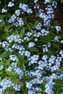 WileyPost_16Jun2009_ 027_ForGetMeNot.JPG