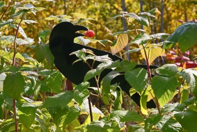 Carney_Garden_22Sep2007_ 047.jpg