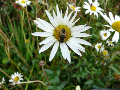 P1000218.JPG