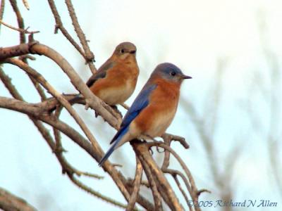 Eastern Bluebirds