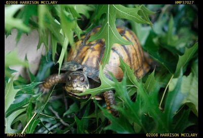 Box Turtle