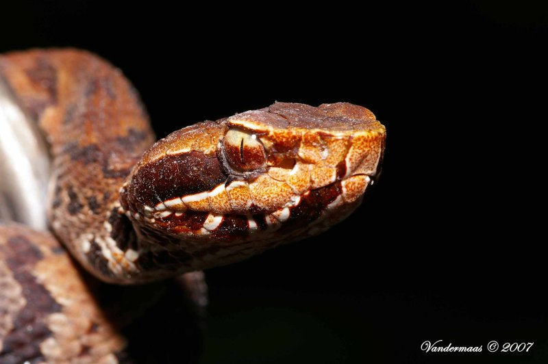 Agkistrodon Piscivorus