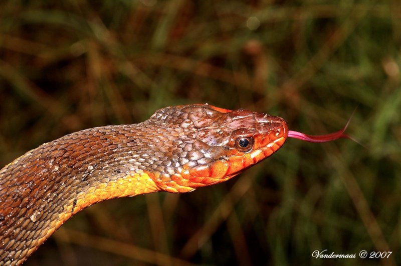 Red-bellied Watersnake (Nerodia erythrogaster)