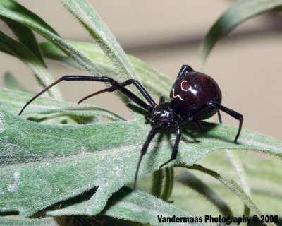 Black widow (latrodectus mactans)