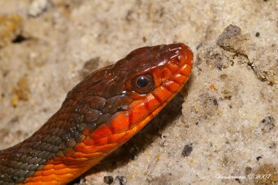 Red-bellied Watersnake (Nerodia erythrogaster)