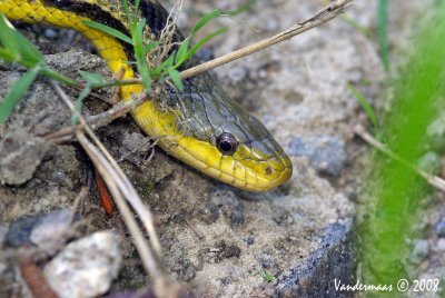 Yellow Rat Snake