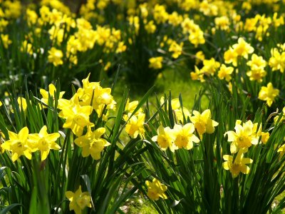 Daffodil Meadow (Narcisos)
