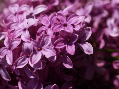 Lilacs