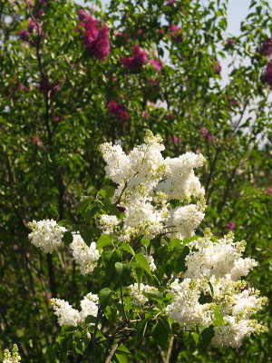 Licas blancas y lilas