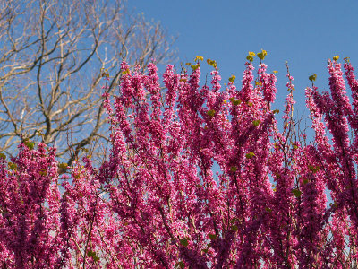 Lilacs