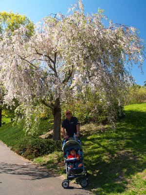 Weeping cherry tree