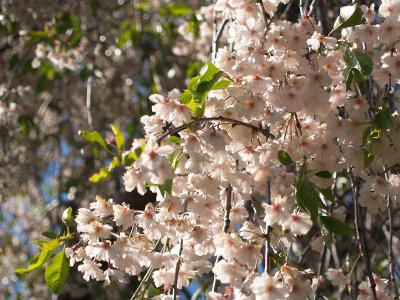 Cherry blossoms