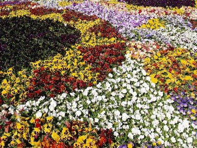 Bed of Pansies