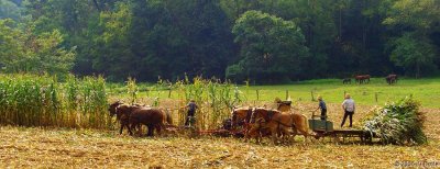 Amish harvest1 pc.jpg