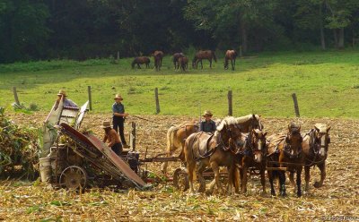Amish harvest2 pc.jpg