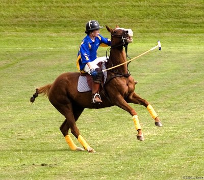 Brandywine Polo