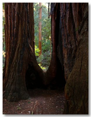                   California Redwoods