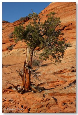 Coyote Buttes