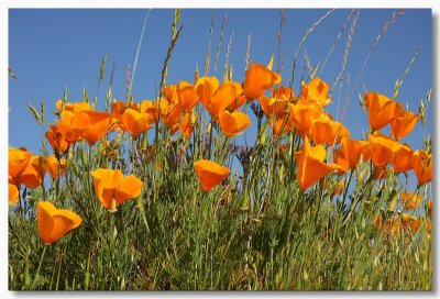 Roadside Poppies