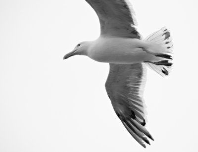 gull on the wing