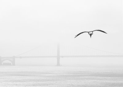 Golden Gate flight