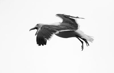 Irate flight gull (Martini)
