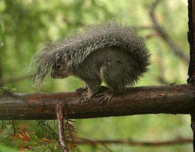 wet squirrel 2.jpg