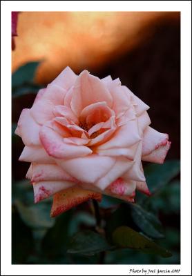 g3/47/377547/3/52879853.pink.jpg