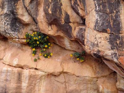 Namaqualand Flowers