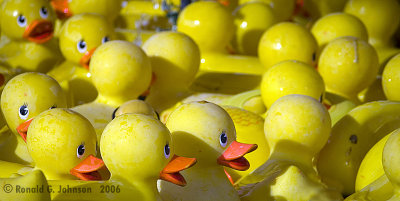 Rubber Duckie, you're the one....