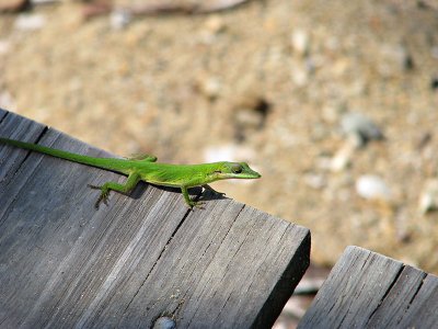BIBR Visitor