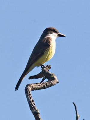 Thick-Billed Kingbird