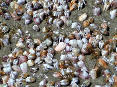Pearly Shells
