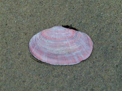 Beach Ornament