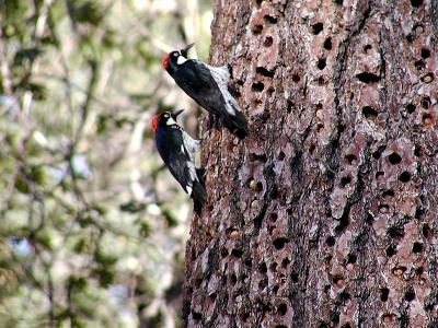 Acorn Woodpecker Pair At Work