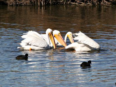 White Pelicans Group Fishing